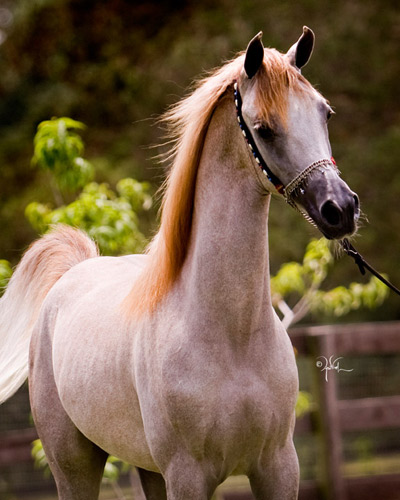 Kamal Ibn Adeed ( Al Adeed Al Shaqab x NF Bint Sajha )
